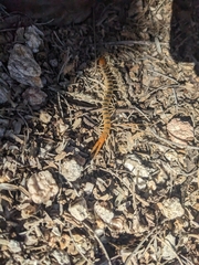 Scolopendra polymorpha