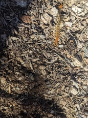 Scolopendra polymorpha