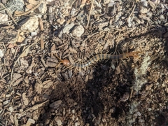 Scolopendra polymorpha