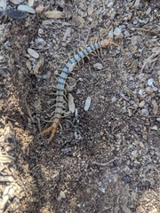 Scolopendra polymorpha