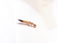 Astenus discopunctatus