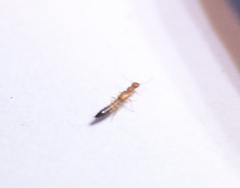 Astenus discopunctatus