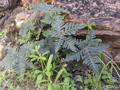 Notholaena standleyi