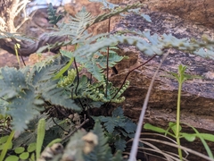 Notholaena standleyi