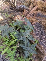 Notholaena standleyi