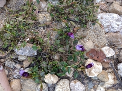 Torenia fournieri