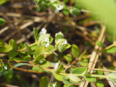 Pimelea altior