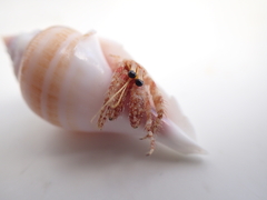 Dardanus sanguinolentus
