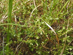 Pimelea altior