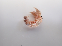 Dardanus sanguinolentus