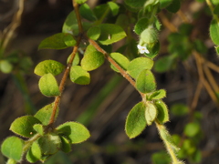 Pimelea altior