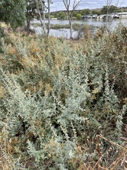 Atriplex nummularia