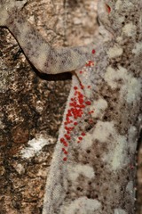Pterygosomatidae