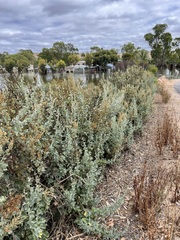 Atriplex nummularia