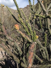 Cylindropuntia thurberi