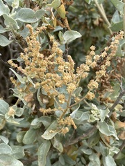 Atriplex nummularia