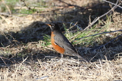 Turdus migratorius propinquus