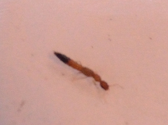 Astenus discopunctatus