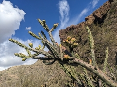 Cylindropuntia thurberi
