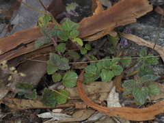 Coleus