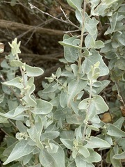Atriplex nummularia