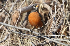 Turdus migratorius propinquus