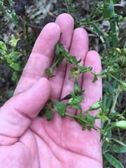 Aureolaria pedicularia