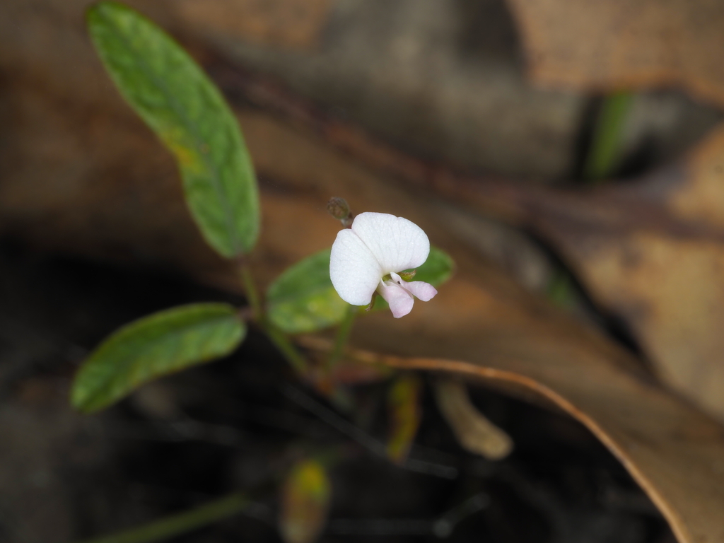 slender tick-trefoil