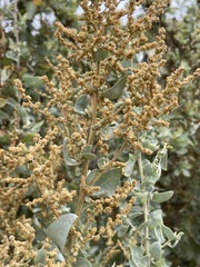 Atriplex nummularia