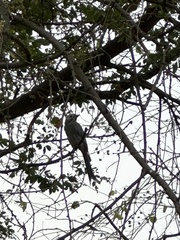 Dicrurus leucophaeus leucogenis