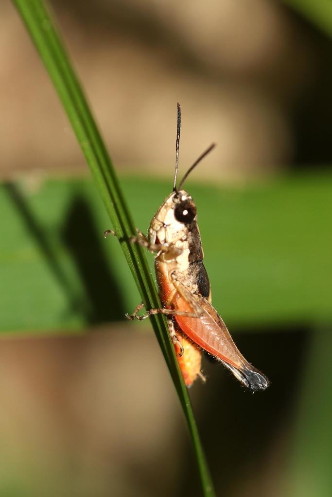 Gymnobothrus pullus