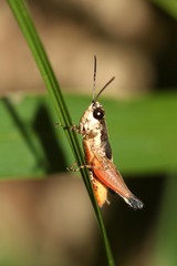 Gymnobothroides pullus