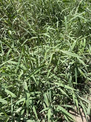 Urochloa