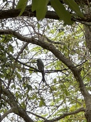 Dicrurus leucophaeus leucogenis