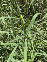 Urochloa