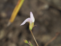 Desmodium varians