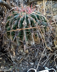 Ferocactus latispinus