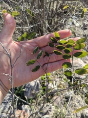 Coursetia glandulosa