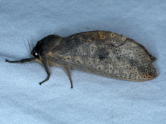 Elhamma australasiae