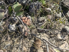 Coursetia glandulosa