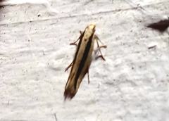 Kiwaia monophragma