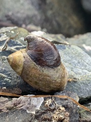 Crepidula adunca