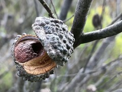 Hakea nodosa