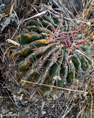 Ferocactus latispinus
