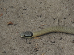Elapognathus coronatus