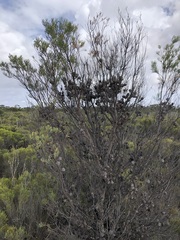 Hakea nodosa