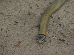 Elapognathus coronatus