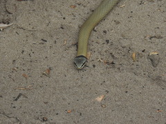 Elapognathus coronatus