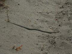 Elapognathus coronatus