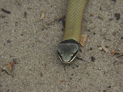 Elapognathus coronatus